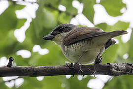 Tiger Shrike