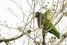 Scaly-headed Parrot