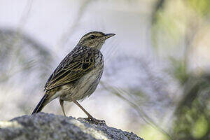 Pipit de Sundevall