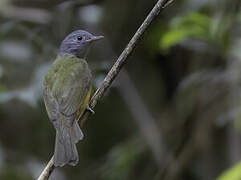 Grey-hooded Flycatcher