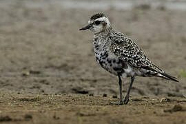 American Golden Plover