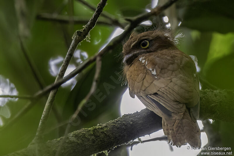 Bornean Frogmouthadult