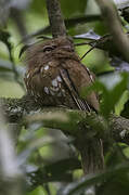 Bornean Frogmouth