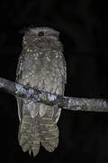 Dulit Frogmouth