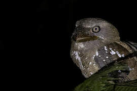 Solomons Frogmouth