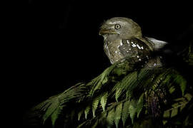 Solomons Frogmouth