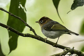 Sunda Warbler