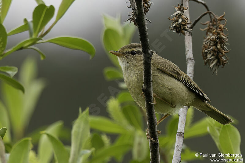 Yellow-streaked Warbleradult