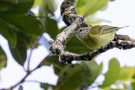 Makira Leaf Warbler