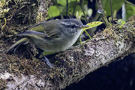 Island Leaf Warbler