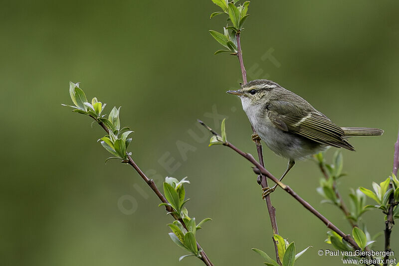 Chinese Leaf Warbleradult