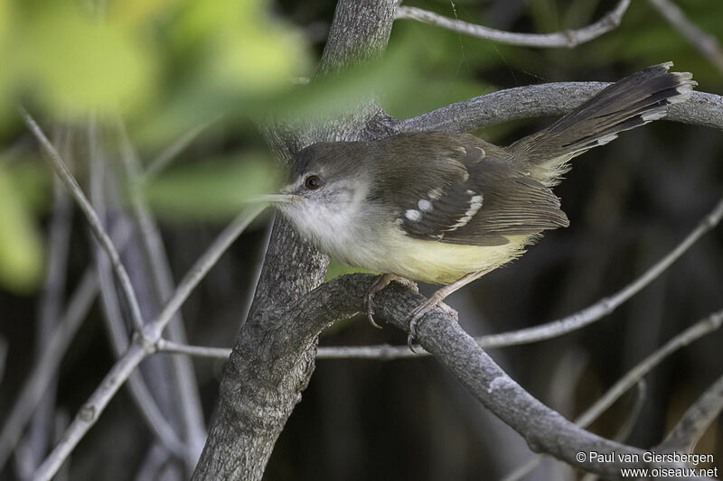 Bar-winged Priniaadult