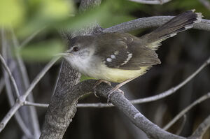 Prinia bifasciée