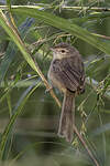 Prinia des montagnes