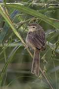 Brown Prinia