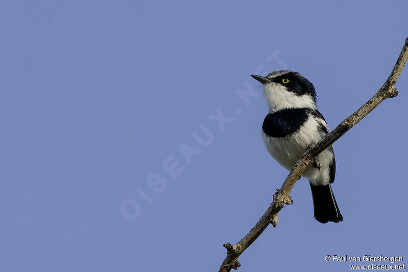 Pririt Batis male adult