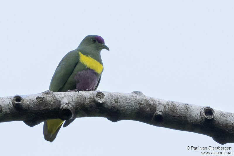 Yellow-bibbed Fruit Doveadult