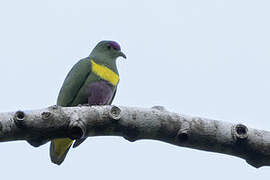 Yellow-bibbed Fruit Dove