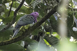 Pink-headed Fruit Dove