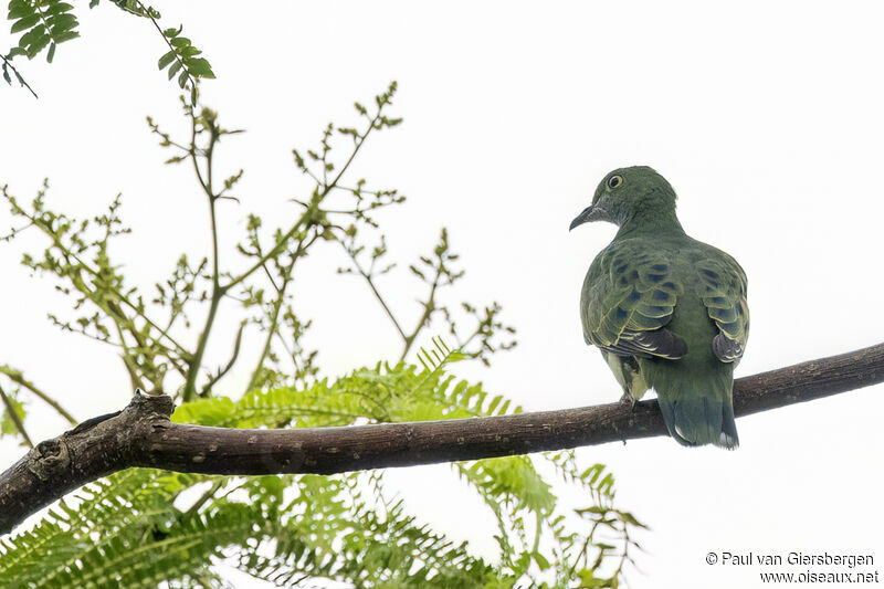 Superb Fruit Dove female adult