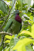 Claret-breasted Fruit Dove