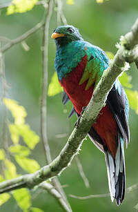 Quetzal brillant