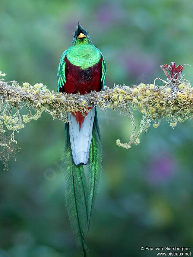 Resplendent Quetzal - Pharomachrus Mocinno Male Adult - Pava306035