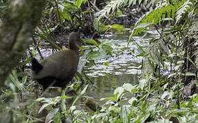 Slaty-breasted Wood Rail