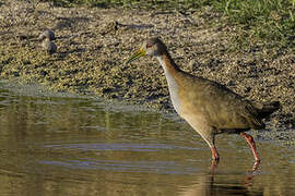 Giant Wood Rail