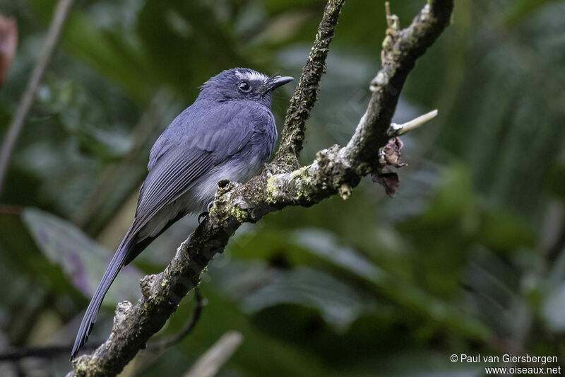 White-bellied Fantailadult