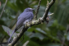 White-bellied Fantail