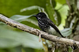 White-winged Fantail