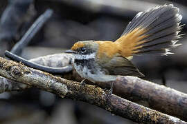 Solomons Rufous Fantail