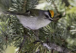 Roitelet à couronne dorée