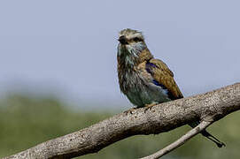 Racket-tailed Roller