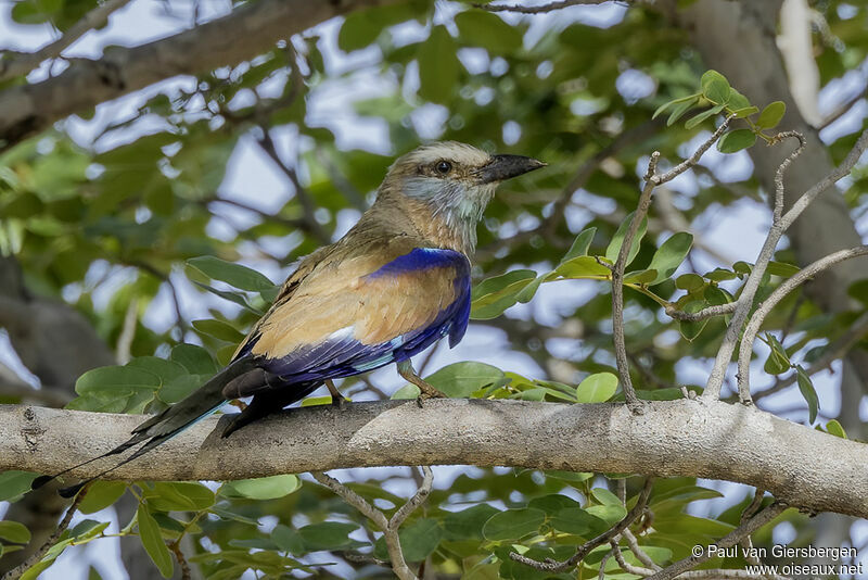 Racket-tailed Rolleradult