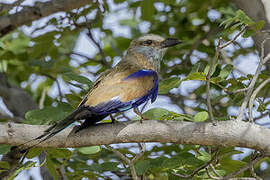 Racket-tailed Roller