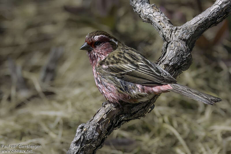 Chinese White-browed Rosefinch male adult