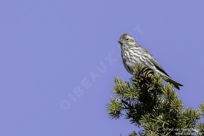 Cassin's Finch female adult