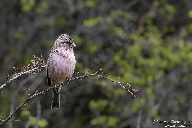 Himalayan Beautiful Rosefinch male adult