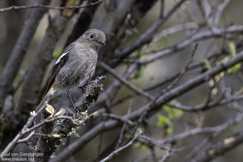 White-throated Redstart female adult