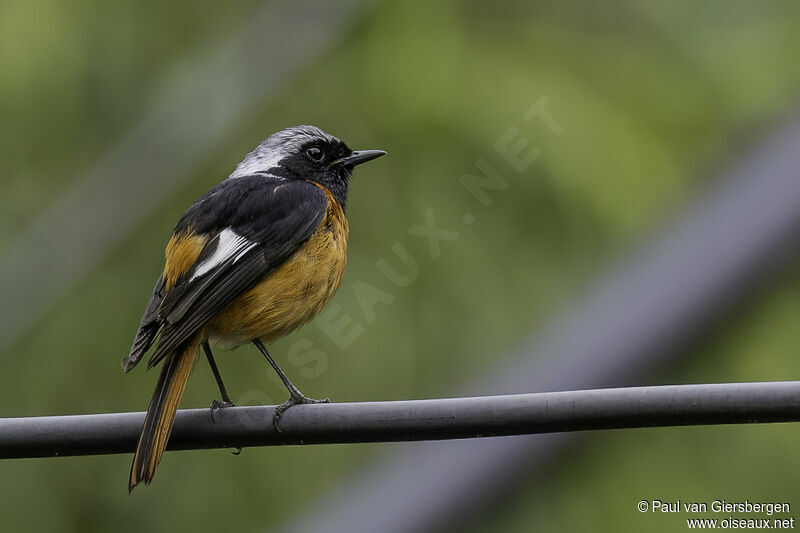 Daurian Redstart male adult