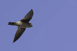 Edible-nest Swiftlet