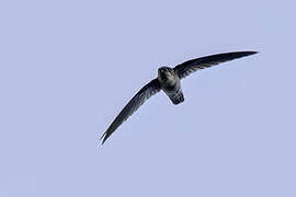 Uniform Swiftlet