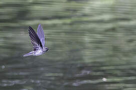 Cave Swiftlet