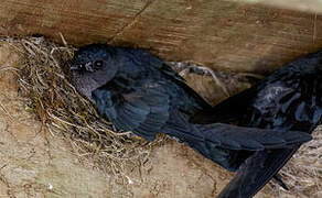 Glossy Swiftlet