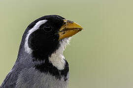 Golden-billed Saltator