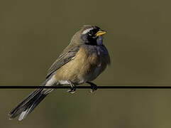 Many-colored Chaco Finch