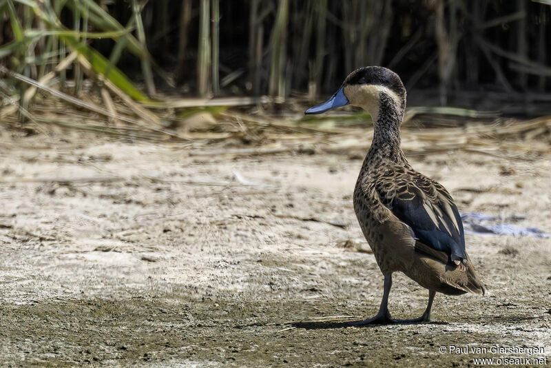 Blue-billed Tealadult