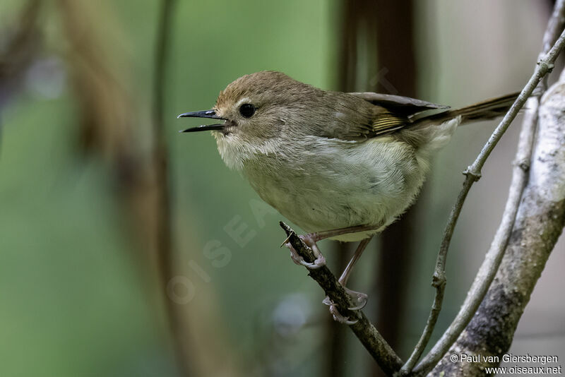 Large-billed Scrubwrenadult